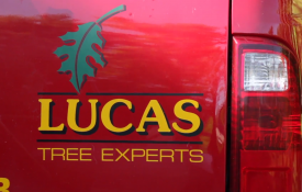 Lucas Tree